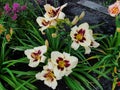 Beautiful flowers in the summer garden. large white with a dark middle, Terry daylilies. Royalty Free Stock Photo