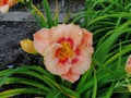 Beautiful flowers in the summer garden. large yellow with a dark center and orange Terry daylilies. Royalty Free Stock Photo