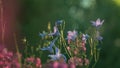 Beautiful flowers of sunny summer meadow. Creative. Bright delicate flowers on blurry background of summer meadow. Flora Royalty Free Stock Photo