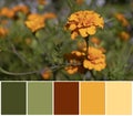 Beautiful flowers swatch color palette