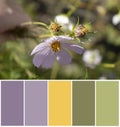 Beautiful flowers swatch color palette sample mix tone