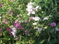 Beautiful flowers of sweet pea garden in summer. Gardening of Ukraine
