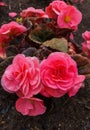 Beautiful flowers of terry orange begonia growing in the city garden.