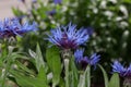 Beautiful flowers of a thistle are growing on a green meadow Royalty Free Stock Photo