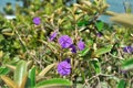 The beautiful flowers of Tibouchina granulosa in sunny day Royalty Free Stock Photo