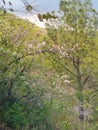 beautiful flowers on trail 3 Islamabad Royalty Free Stock Photo