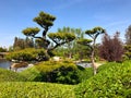 Beautiful flowers and trees in Japanese Garden