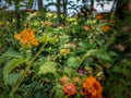 Beautiful flowers in tropical garden near mediterranean sea Royalty Free Stock Photo