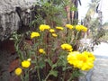 Beautiful Flowers in the roof