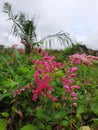 beautiful flowers are unable to resist the insects that come