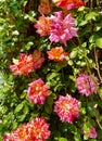 Beautiful flowers in the village of Nans-sous-Sainte-Anne