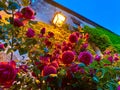 Beautiful flowers in the village of Semur en Auxois in Bourgogne