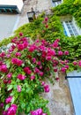 Beautiful flowers in the village of Semur en Auxois in Bourgogne