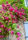 Beautiful flowers in the village of Semur en Auxois in Bourgogne