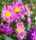 Beautiful flowers violet aster Royalty Free Stock Photo