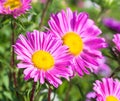 Beautiful flowers violet aster Royalty Free Stock Photo