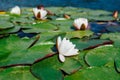 beautiful flowers water lily water lilies on the water Royalty Free Stock Photo