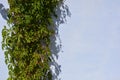 Beautiful green leaves of virginia creeper, victoria creeper, five-leaved ivy, five-finger flower on sunlight and on a white backg Royalty Free Stock Photo