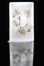 Beautiful flowers white blooming magnolia in transparent ice block.