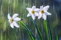 Beautiful flowers of white daffodils on a background of tracks of water drops Royalty Free Stock Photo