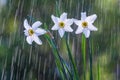 Beautiful flowers of white daffodils on a background of tracks of water drops Royalty Free Stock Photo