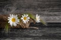 Beautiful flowers, white daisies in a burlap basket on a gray wooden Grange background. Royalty Free Stock Photo