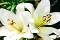 Beautiful flowers - white garden lily close up in summer in the garden Royalty Free Stock Photo