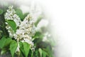 Beautiful Flowers of a white lilac. Natural background with place for text, copy space