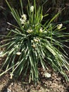 Beautiful flowers on a white razzle plant.