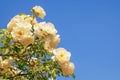 Beautiful flowers of white rose against blue sky Royalty Free Stock Photo
