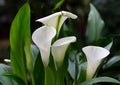 Beautiful flowers of white zantedeschia