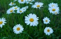 Chamomile flowers in the summer field in the daytime.