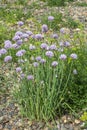 Beautiful flowers of wild onion, Alliaceae