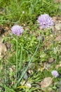 Beautiful flowers of wild onion, Alliaceae