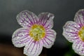 Beautiful flowers of a wild plant Oxalis acetosella wood sorrel or common wood sorrel in drops of water Royalty Free Stock Photo