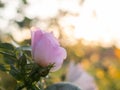 Beautiful flowers of dog-rose blooms in the garden. Royalty Free Stock Photo