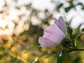 Beautiful flowers of dog-rose blooms in the garden Royalty Free Stock Photo