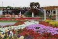 Beautiful flowers in a wonderful garden