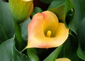 Beautiful flowers of yellow calla Captain Amigo