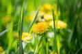 Beautiful flowers of a yellow dandelion in green grass in spring or summer on a meadow Royalty Free Stock Photo