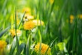 Beautiful flowers of a yellow dandelion in green grass in spring or summer on a meadow Royalty Free Stock Photo