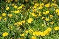 Beautiful flowers of a yellow dandelion in green grass in spring or summer on a meadow Royalty Free Stock Photo