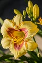 Yellow with red daylily hemerocallis Royalty Free Stock Photo