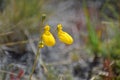 The lonely, yellow, `shoelike` flowers.