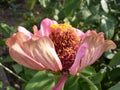 Beautiful flowers zinnia elegans in the garden Royalty Free Stock Photo