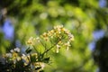 Beautiful flower senna spectabilis