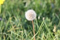 Beautiful fluff of dandelions in a green meadow full of flowers and sun Royalty Free Stock Photo