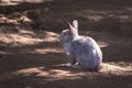 Gray Domestic Rabbit