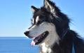 Beautiful Fluffy Alusky Dog Looking at the Ocean