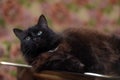 Beautiful fluffy black cat is lying on a glass table Royalty Free Stock Photo
